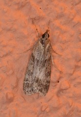 Scoparia palloralis