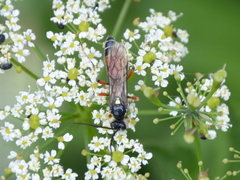 Ctenichneumon panzeri
