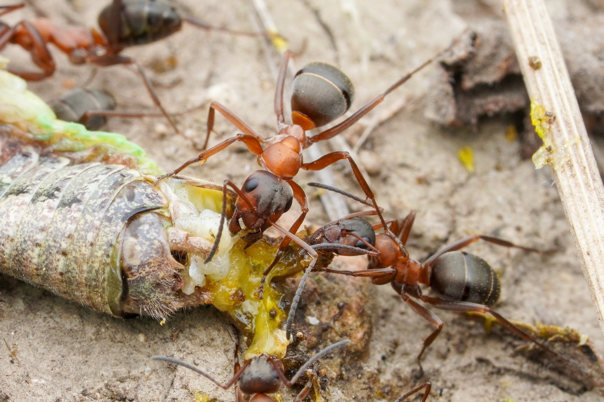 Formica lusatica