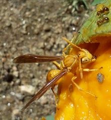 Polistes wattii
