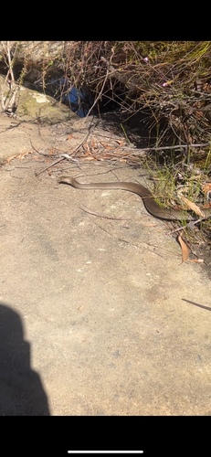 Eastern Brown Snake sighting