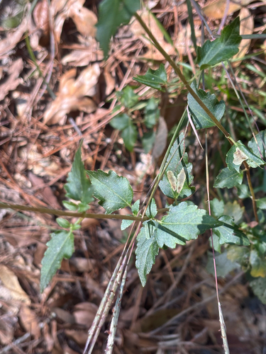 Image of Ageratina aromatica by no rights reserved