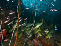 Plectorhinchus gaterinus