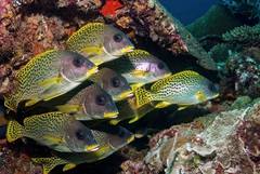 Plectorhinchus gaterinus