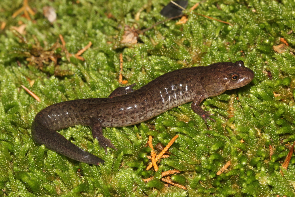 Ouachita Dusky Salamander