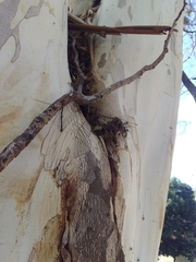 Nannotrigona testaceicornis