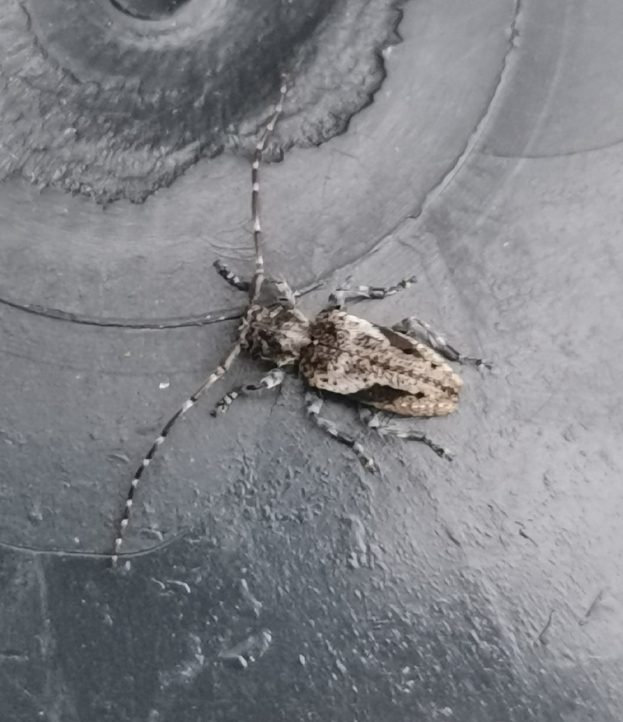 Pogonocherus decoratus