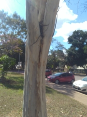 Nannotrigona testaceicornis