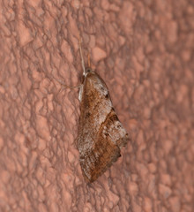 Evergestis triangulalis