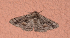 Phaeoura perfidaria