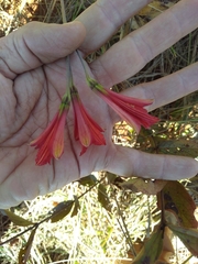 Alstroemeriaceae