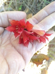 Alstroemeriaceae
