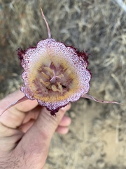 Calochortus fimbriatus
