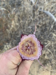 Calochortus fimbriatus