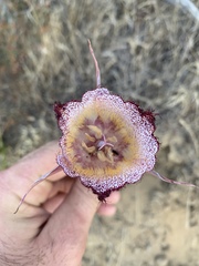 Calochortus fimbriatus