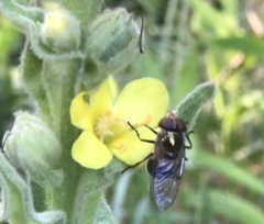 Copestylum vesicularium