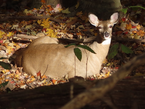 White-tailed Deer photographed in West Virginia