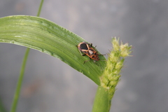 Graptostethus servus