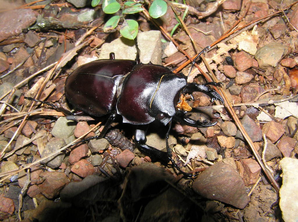 Neolucanus maximus