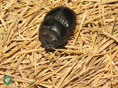 Dichotomius bos