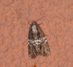 Bryolymnia semifascia
