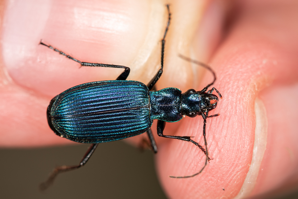 Chlaenius coeruleus