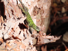 Sceloporus taeniocnemis