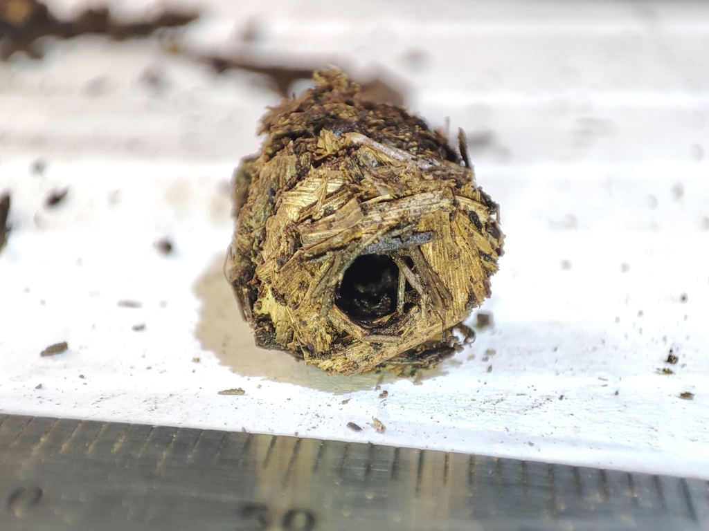 Limnephilus stigma