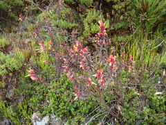 Castilleja talamancensis