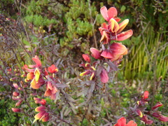 Castilleja talamancensis