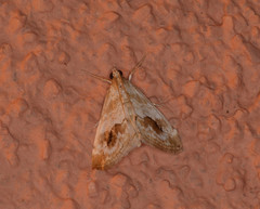 Evergestis lunulalis