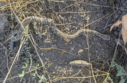 iNaturalist observation photo of Gopher Snake
