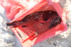 Plectropomus punctatus