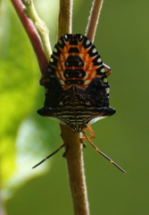 Edessa reticulata