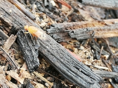 Chaetominettia corollae