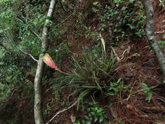 Tillandsia lampropoda