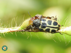 Astylus variegatus
