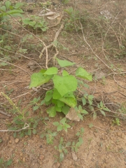 Triumfetta pentandra