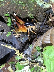 Apotetamenus amazonae