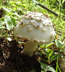 Saproamanita