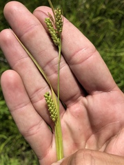 Carex granularis