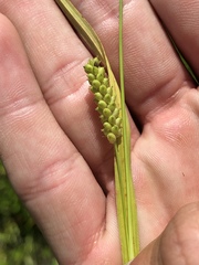 Carex granularis