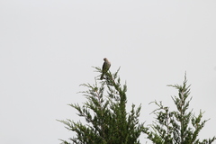 Mimus polyglottos polyglottos