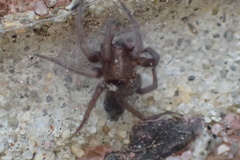 Scotophaeus blackwalli