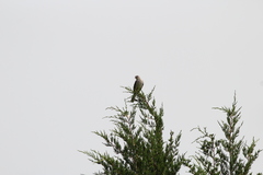 Mimus polyglottos polyglottos