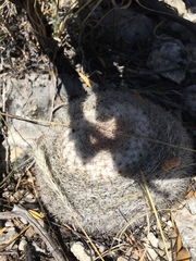 Mammillaria chionocephala
