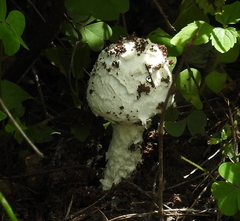 Saproamanita