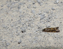 Macrostemum zebratum