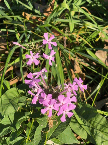 Phlox paniculata — photo 3