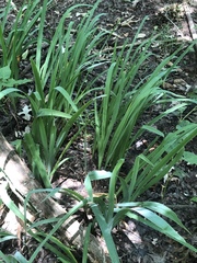 Iris virginica